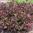 ARBORIX - 2 x Weigela de Floride 'Alexandra' - Weigela florida 'Wine & Roses' ('Alexandra')  - 40-50 cm pot - vignette