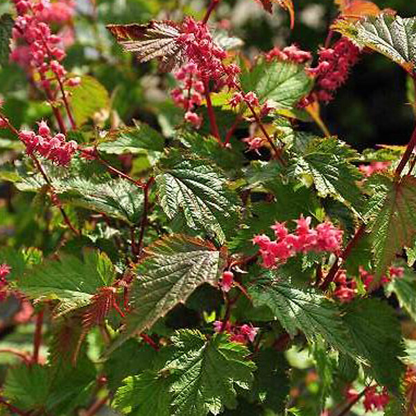 ARBORIX - 2 x Neillia affine - Neillia affinis  - 40-60 cm pot - large