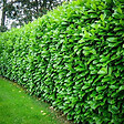 ARBORIX - 2 x Laurier-Cerise 'Rotundifolia' - Prunus Laurocerasus 'Rotundifolia'  - 40-60 cm pot - vignette