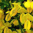 ARBORIX - 2 x Genêt 'Golden Sunlight' - Cytisus 'Golden Sunlight'  - 40-60 cm pot - vignette