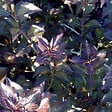 ARBORIX - 2 x Weigela florida 'Nana Purpurea' - Weigela florida 'Nana Purpurea'  - 30-40 cm pot - vignette