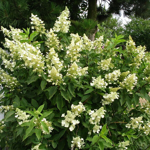 ARBORIX - 2 x Hortensia paniculé 'Unique' - Hydrangea paniculata 'Unique'  - 40-50 cm pot - large