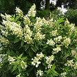 ARBORIX - 2 x Hortensia paniculé 'Unique' - Hydrangea paniculata 'Unique'  - 40-50 cm pot - vignette