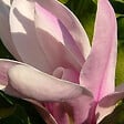 ARBORIX - Magnolia soulangiana - Magnolia Soulangiana  - 60-80 cm pot - vignette