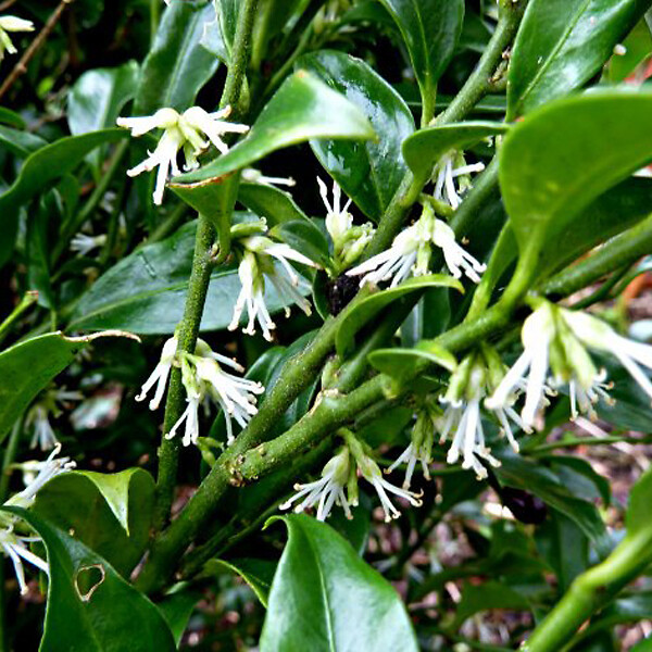 ARBORIX - 2 x Sarcococca hookeriana 'Humilis' - Sarcococca hookeriana 'Humilis'  - 20-25 cm pot - large