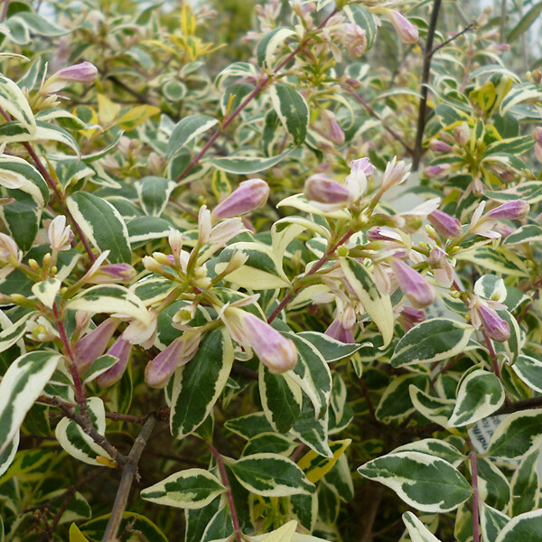 ARBORIX - 2 x Abelia 'Francis Moon' - Abelia grandiflora 'Francis Mason'  - 25-30 cm pot - large