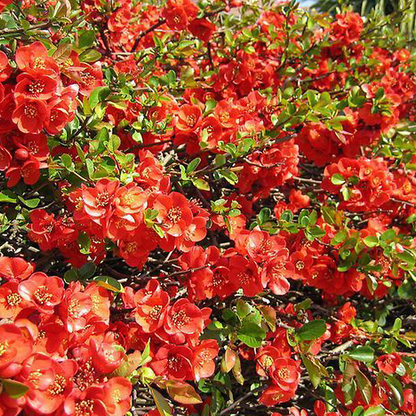 ARBORIX - 2 x Cognassier du Japon - Chaenomeles superba 'Fire Dance'  - 30-40 cm pot - large