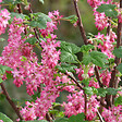 ARBORIX - 2 x Groseillier à fleurs - Ribes sanguineum 'King Edward Vii'  - 50-60 cm pot - vignette