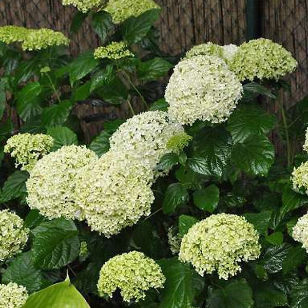 ARBORIX - Hortensia de Virginie 'Annabelle' - Hydrangea 'Annabelle'  - 60-80 cm pot - large