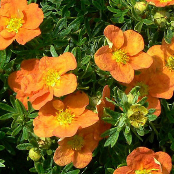 ARBORIX - 2 x Potentille arbustive 'Tangerine' - Potentilla Fruticosa 'Tangerine'  - 25-30 cm pot - large