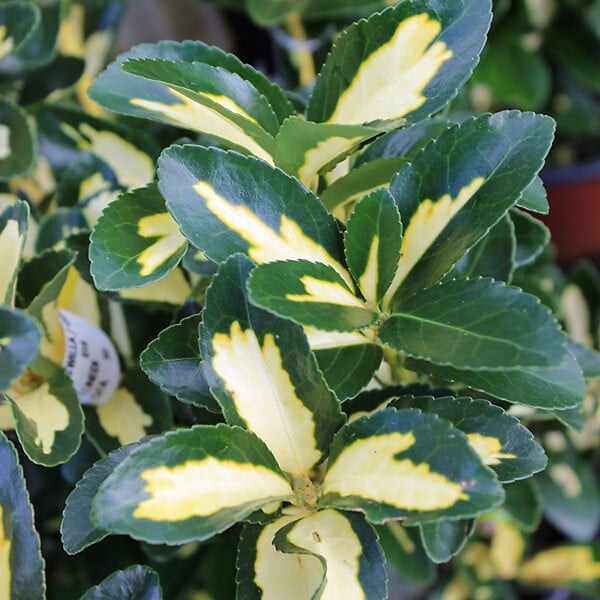 ARBORIX - Fusain du Japon 'Aureus' - Euonymus Japonicus 'Aureus' (= 'Luna')  - 60-80 cm pot - large
