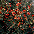 ARBORIX - 6 x Cotonéaster 'Coral Beauty' - Cotoneaster Suecicus 'Coral Beauty'  - 20-25 cm godet de 9cm x 9cm - vignette