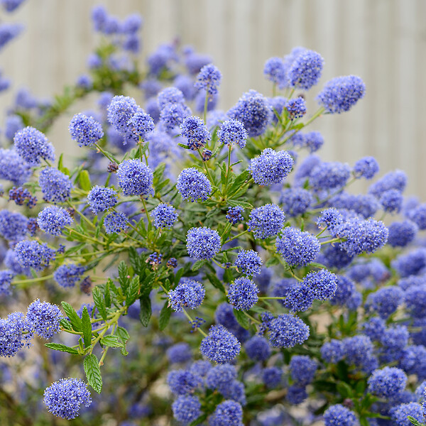 ARBORIX - 2 x Lilas de Californie 'Concha' - Ceanothus 'Concha'  - 30-40 cm pot - large