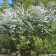 ARBORIX - Fusain ailé - Eucalyptus Gunnii  - 60-80 cm pot - vignette