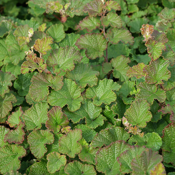 ARBORIX - 6 x Ronce 'Betty Ashburner' - Rubus 'Betty Ashburner'  - godet 9cm x 9cm - large
