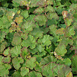 ARBORIX - 6 x Ronce 'Betty Ashburner' - Rubus 'Betty Ashburner'  - godet 9cm x 9cm - vignette