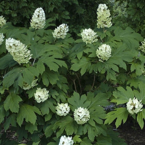 ARBORIX - 2 x Hortensia à feuilles de chêne 'Snow Queen' - Hydrangea Quercifolia 'Snow Queen'  - 30-40 cm pot - large
