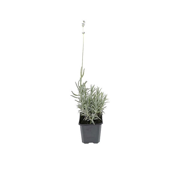 ARBORIX - 2 x Lavande fine 'Dwarf blue' - Lavandula Angustifolia 'Dwarf Blue'  - pot - large