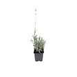 ARBORIX - 2 x Lavande fine 'Dwarf blue' - Lavandula Angustifolia 'Dwarf Blue'  - pot - vignette