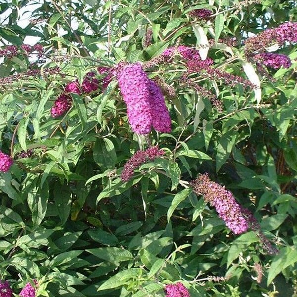 ARBORIX - 2 x Arbre aux papillons 'Royal Red' - Buddleja Davidii 'Royal Red'  - 40-60 cm pot - large