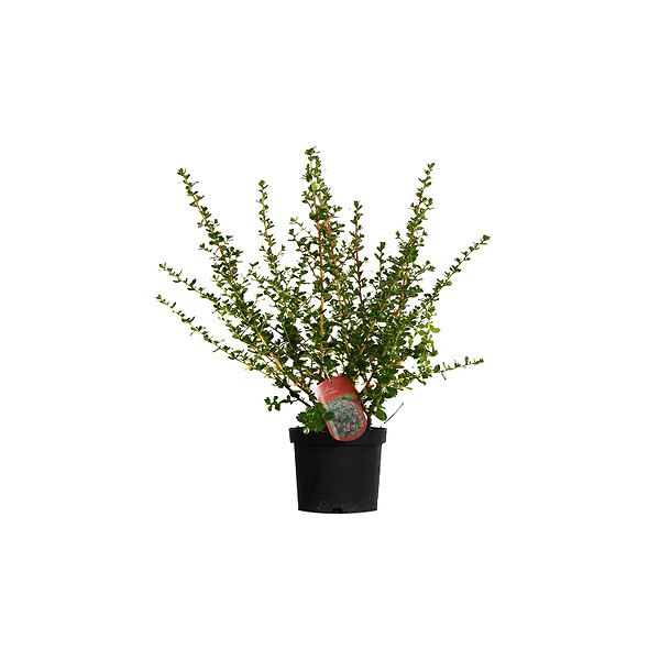 ARBORIX - 2 x Escallonia 'Donard Radiance' - Escallonia 'Donard Radiance'  - 40-50 cm pot - large