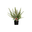 ARBORIX - 2 x Escallonia 'Donard Radiance' - Escallonia 'Donard Radiance'  - 40-50 cm pot - vignette