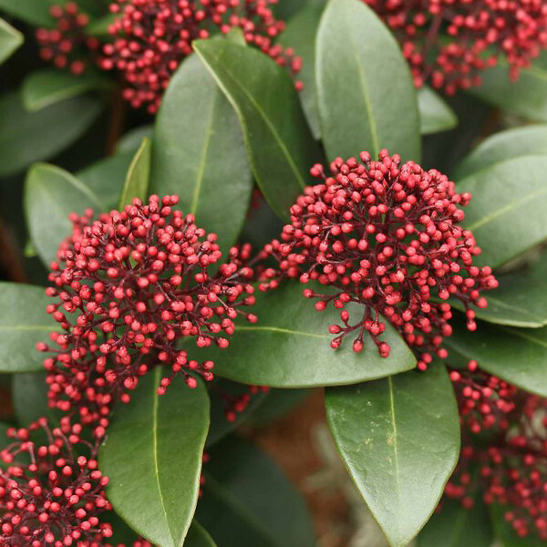 ARBORIX - Skimmia du Japon 'Rubella' - Skimmia Japonica 'Rubella'  - 30-35 cm pot - large