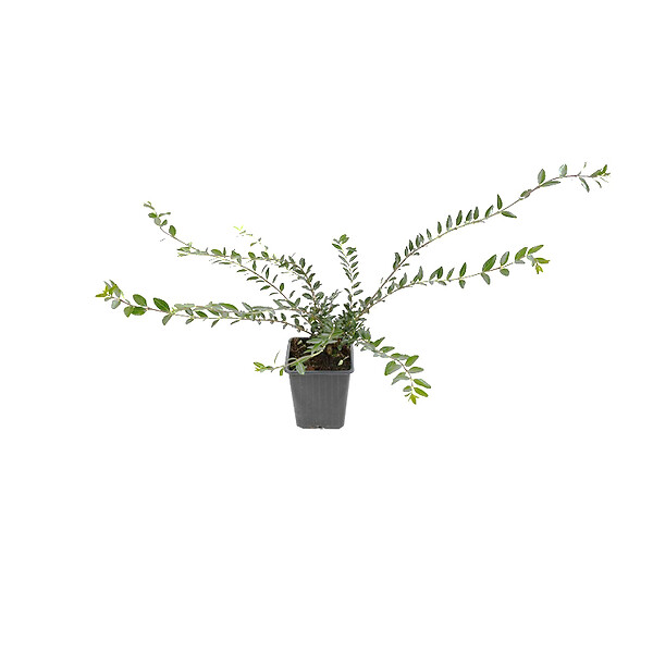 ARBORIX - 2 x Chèvrefeuille à cupule - Lonicera Pileata  - 15-20 cm pot - large