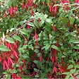 ARBORIX - 6 x Fuchsia de Magellan 'Riccartonii' - Fuchsia 'Riccartonii'  - godet 9cm x 9cm - vignette