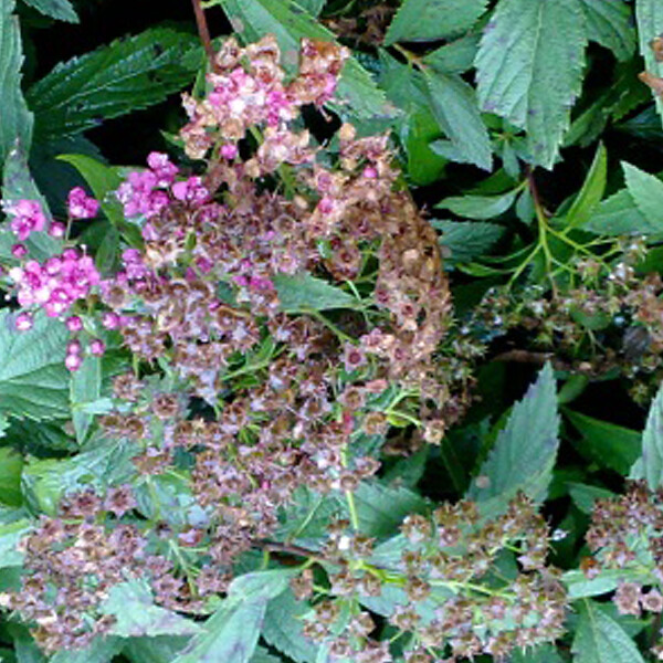 ARBORIX - 2 x Spirée Japonaise 'Genpei' - Spiraea Japonica 'Genpei' (= 'Shirobana')  - 25-30 cm pot - large