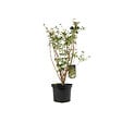 ARBORIX - Andromède campanulée - Enkianthus Campanulatus  - 40-50 cm pot - vignette