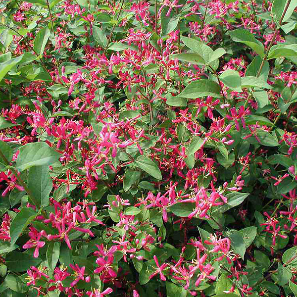 ARBORIX - 2 x Chèvrefeuille de Tartarie - Lonicera tatarica 'Hack's Red'  - 40-60 cm pot - large