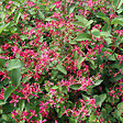 ARBORIX - 2 x Chèvrefeuille de Tartarie - Lonicera tatarica 'Hack's Red'  - 40-60 cm pot - vignette