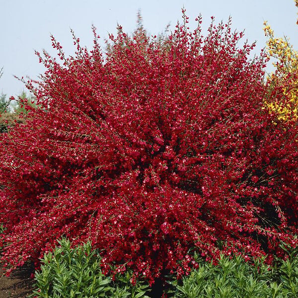 ARBORIX - 2 x Genêt 'Boskoop Ruby' - Cytisus 'Boskoop Ruby'  - 40-60 cm pot - large