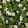ARBORIX - 2 x Cotonéaster 'Skogholm' - Cotoneaster Suecicus 'Skogholm'  - 30-40 cm pot - vignette