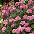 ARBORIX - Hortensia de Virginie 'Invincibelle - Hydrangea 'Invincibelle'  - 30-40 cm pot - vignette