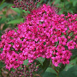 ARBORIX - Spirée Japonaise 'Antony Waterer' - Spiraea Japonica 'Anthony Waterer'  - 40-50 cm pot - vignette