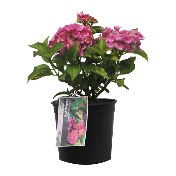 ARBORIX - 2 x Hortensia 'Freudenstein' - Hydrangea macrophylla 'Freudenstein'  - 25-30 cm pot - large
