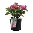 ARBORIX - 2 x Hortensia 'Freudenstein' - Hydrangea macrophylla 'Freudenstein'  - 25-30 cm pot - vignette