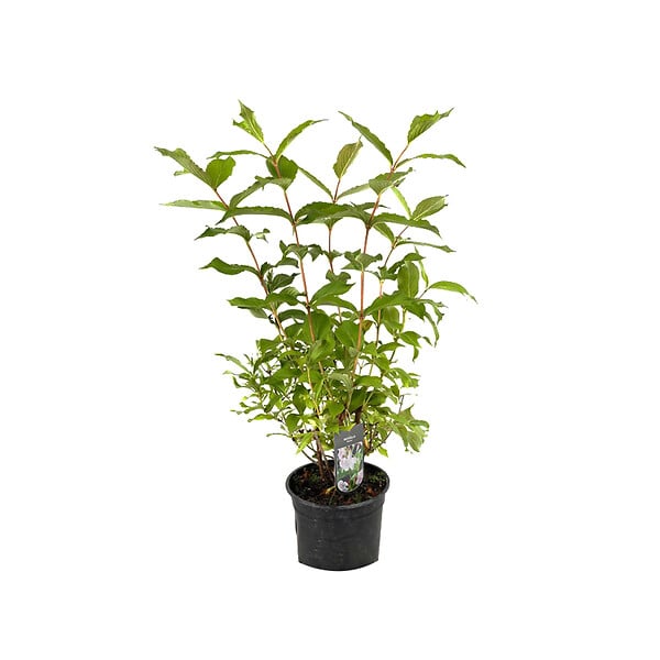 ARBORIX - 2 x Weigela 'Rosea' - Weigela 'Rosea'  - 50-60 cm pot - large