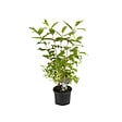 ARBORIX - 2 x Weigela 'Rosea' - Weigela 'Rosea'  - 50-60 cm pot - vignette