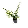 ARBORIX - 2 x Chèvrefeuille à feuilles de buis 'Elegant' - Lonicera nitida 'Elegant'  - 25-30 cm pot - vignette