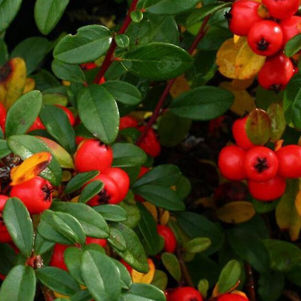 ARBORIX - 2 x Cotonéaster laiteaux - Cotoneaster Lacteus  - 40-60 cm pot - large