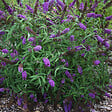 ARBORIX - 2 x Arbre aux papillons - Buddleja davidii 'Purple Emperor'  - 30-40 cm pot - vignette