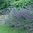 ARBORIX - 6 x Lavandin 'Grosso' - Lavandula Intermedia 'Grosso'  - godet 9cm x 9cm - vignette