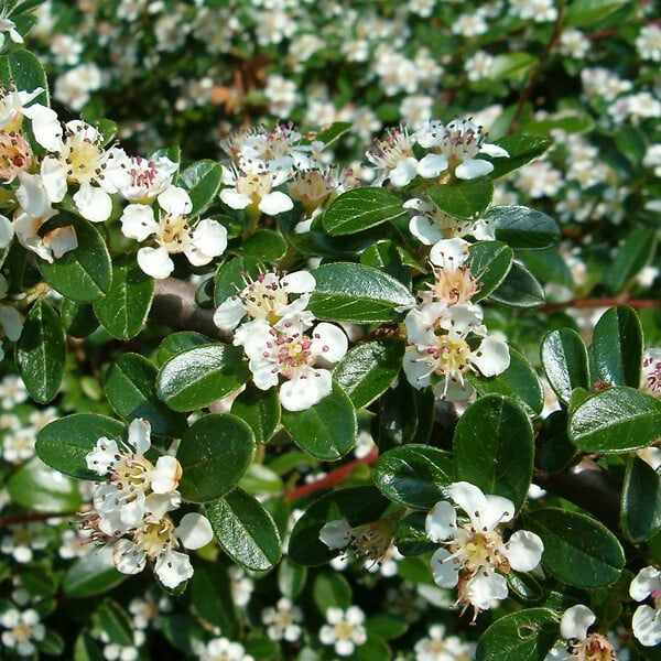 ARBORIX - 6 x Cotonéaster de Dammer - Cotoneaster Dammeri  - godet 9cm x 9cm - large