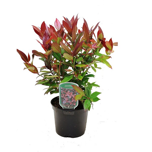 ARBORIX - Leucothoe fontanesiana (= 'Zeblid') - Leucothoe Scarletta (= 'Zeblid')  - 50-60 cm pot - large
