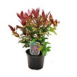 ARBORIX - Leucothoe fontanesiana (= 'Zeblid') - Leucothoe Scarletta (= 'Zeblid')  - 50-60 cm pot - vignette