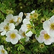 ARBORIX - 2 x Potentille arbustive - Potentilla fruticosa 'Tilford Cream'  - 25-30 cm pot - vignette