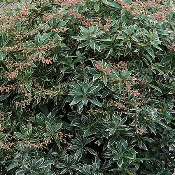 ARBORIX - 2 x Andromède du Japon 'Little Heath' - Pieris japonica 'Little Heath'  - 20-30 cm pot - large